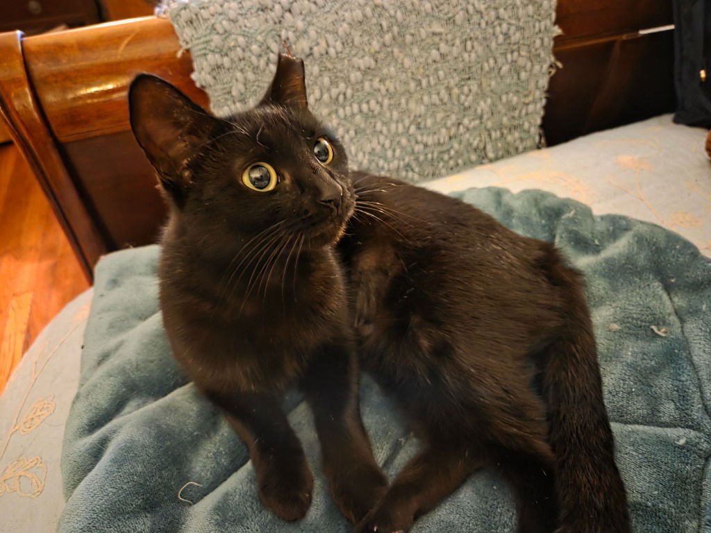GARGOYLE - Domestic Short Hair available for adoption