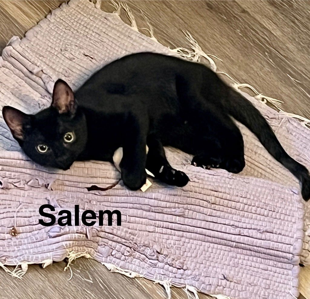 SALEM - Tabby available for adoption