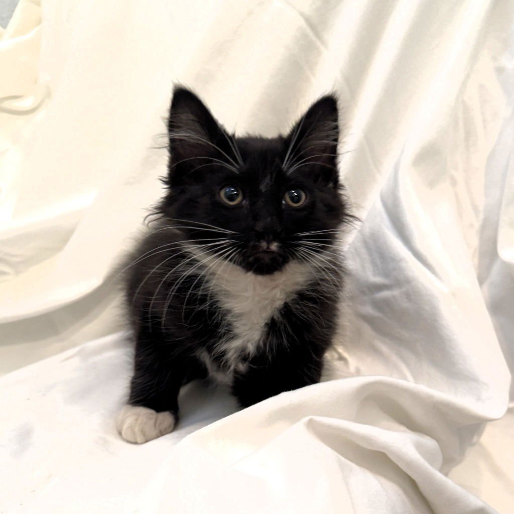 SHADOW NUGGET - Domestic Medium Hair available for adoption