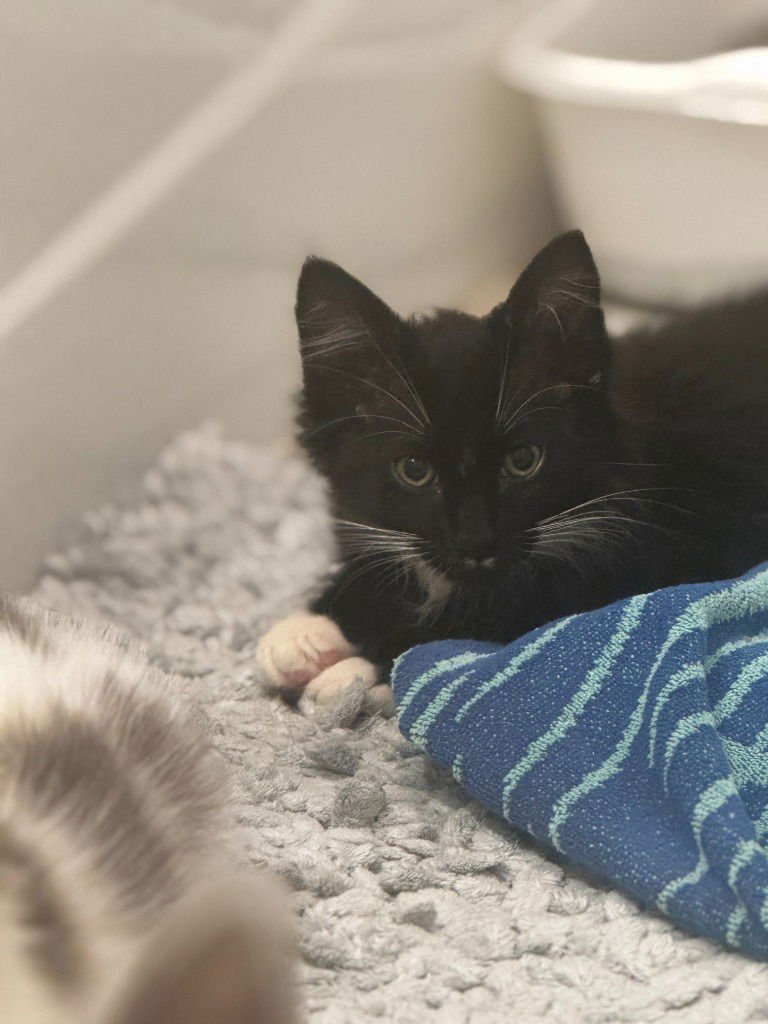 SHADOW NUGGET - Domestic Medium Hair available for adoption