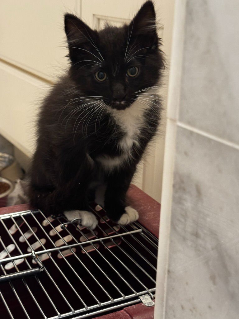 Shadow Nugget - Photo 3