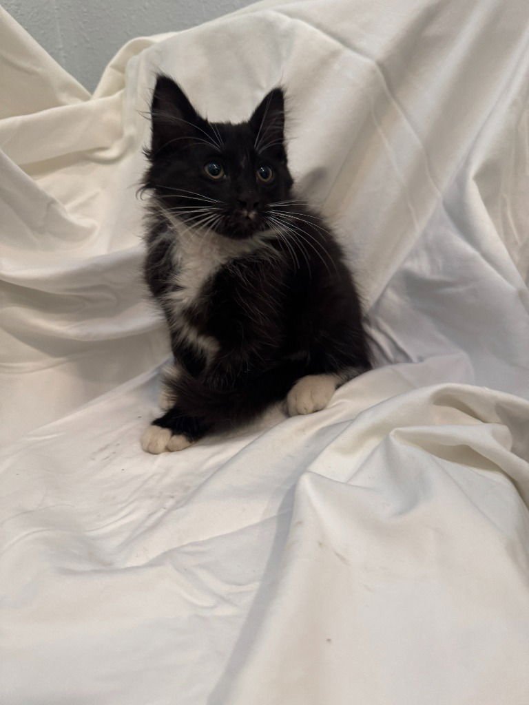 Shadow Nugget - Photo 4