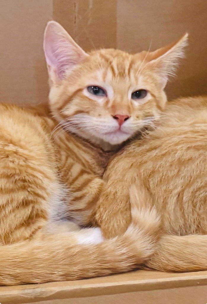 CANELO - Tabby available for adoption