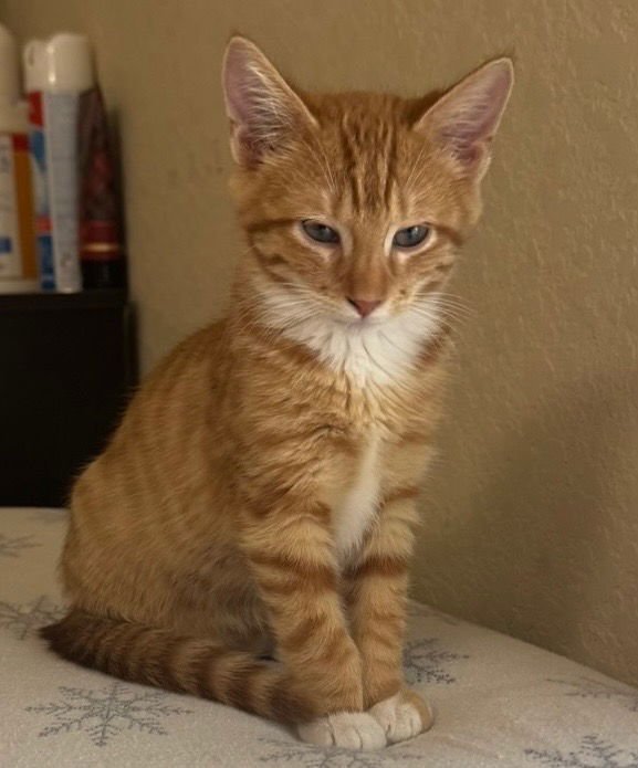 CANELO - Tabby available for adoption