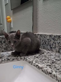 Ginny - Photo 1