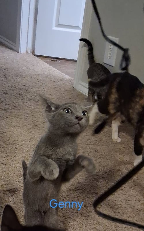 GINNY - Russian Blue / Domestic Short Hair available for adoption