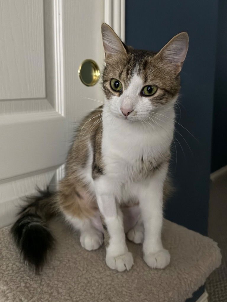 SWEET PEA - Tabby available for adoption