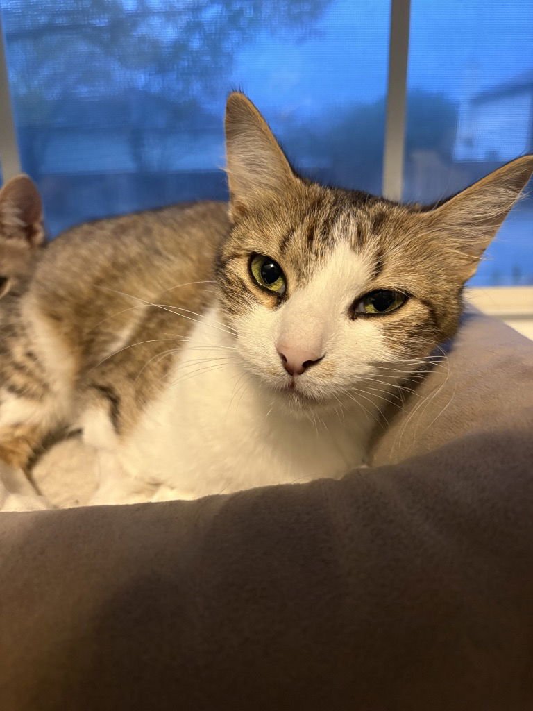 SWEET PEA - Tabby available for adoption