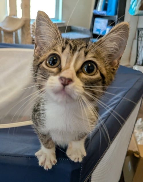 CAPULET - Domestic Short Hair available for adoption