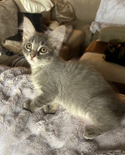 FLUFFY - Tabby available for adoption