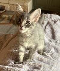 Fluffy - Photo 2