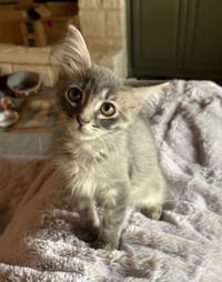 Fluffy - Photo 3
