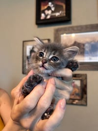 Fluffy - Photo 4