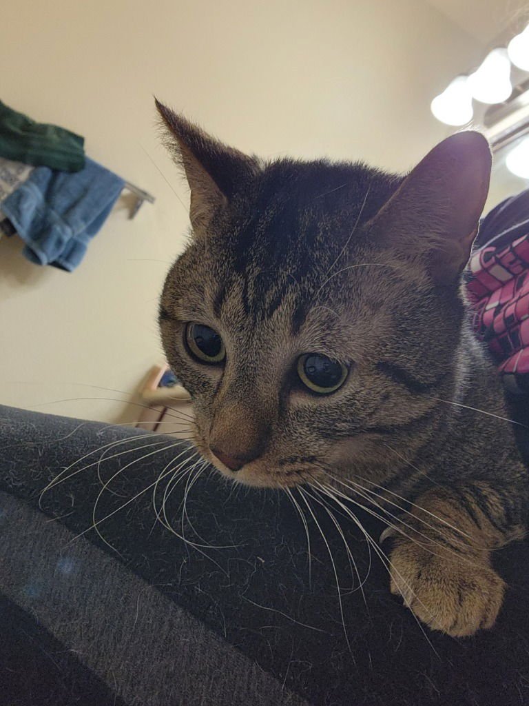 ZIGGY - Tabby available for adoption