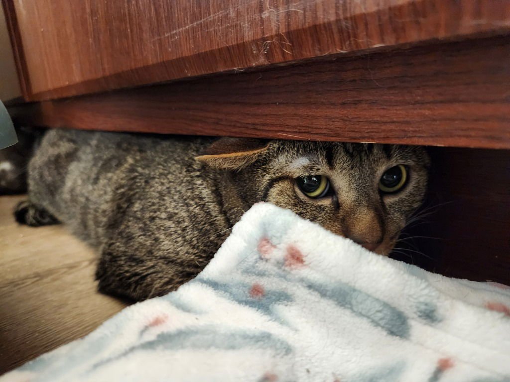 ZIGGY - Tabby available for adoption