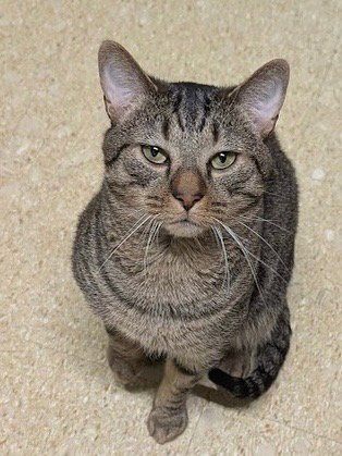 ZIGGY - Tabby available for adoption