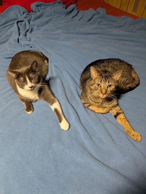 ZIGGY - Tabby available for adoption