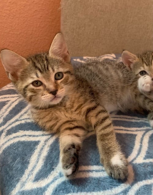 APOLLO - Tabby available for adoption