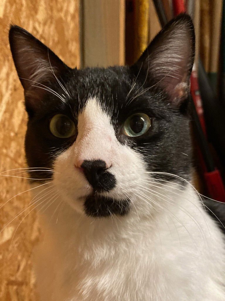 FRANK COSTANZA - Domestic Short Hair available for adoption