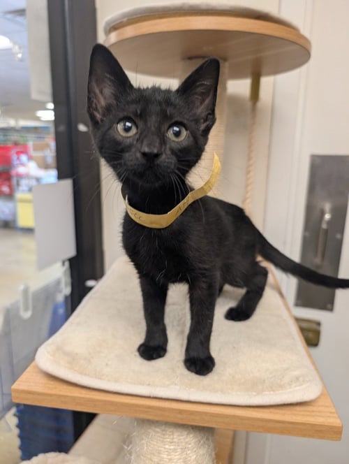BAILEYS - Domestic Short Hair available for adoption
