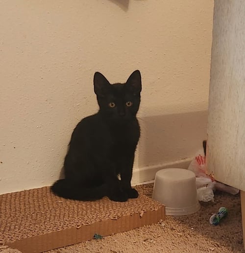 BEAR - Domestic Medium Hair available for adoption