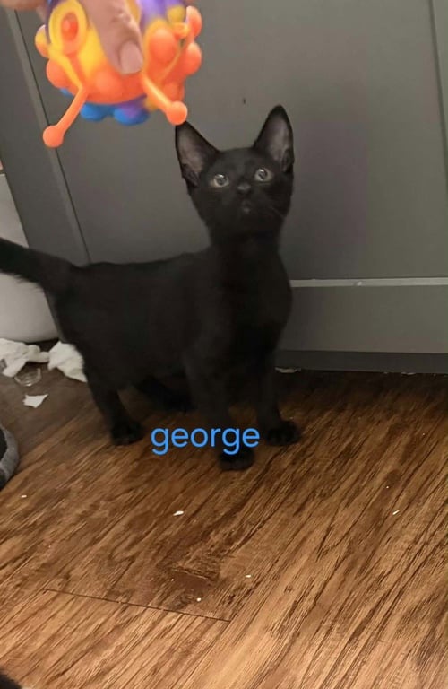 GEORGE - Bombay / Domestic Short Hair available for adoption