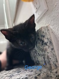 George - Photo 3