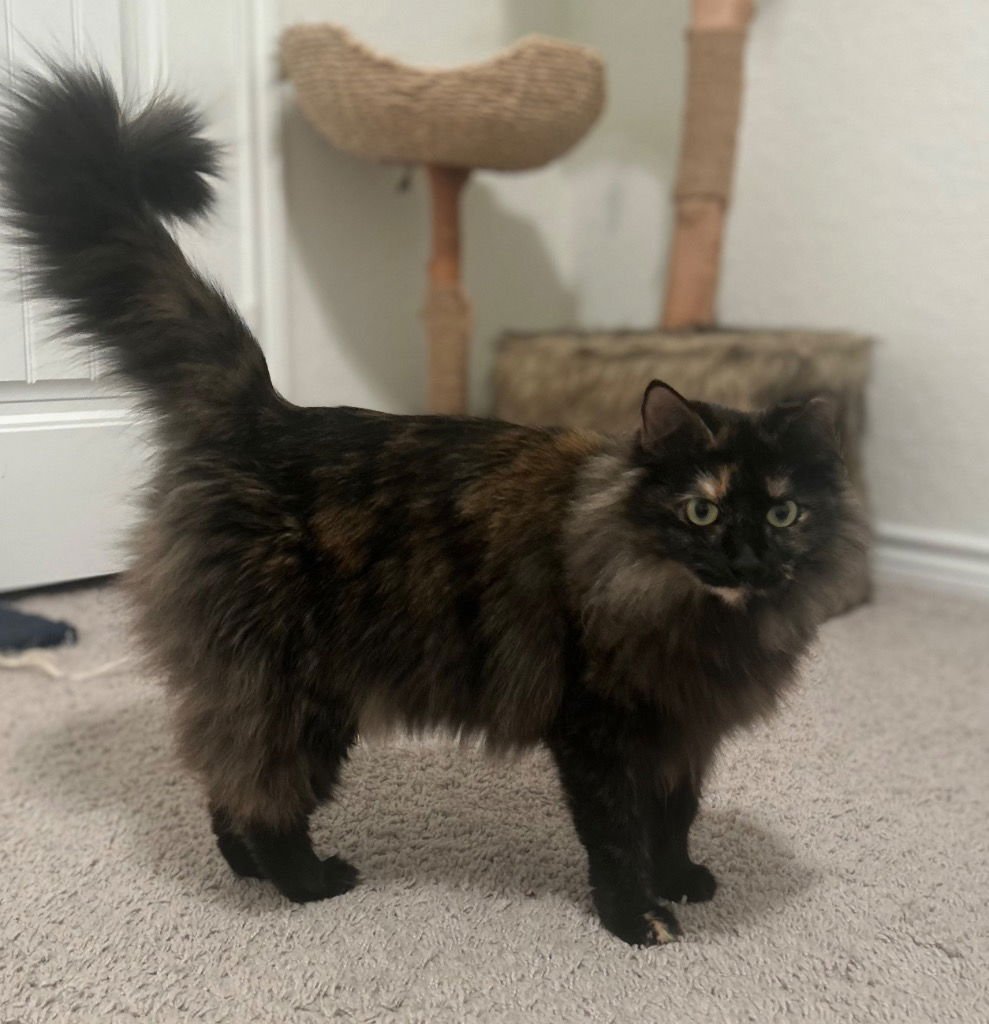 LULU - Domestic Medium Hair available for adoption