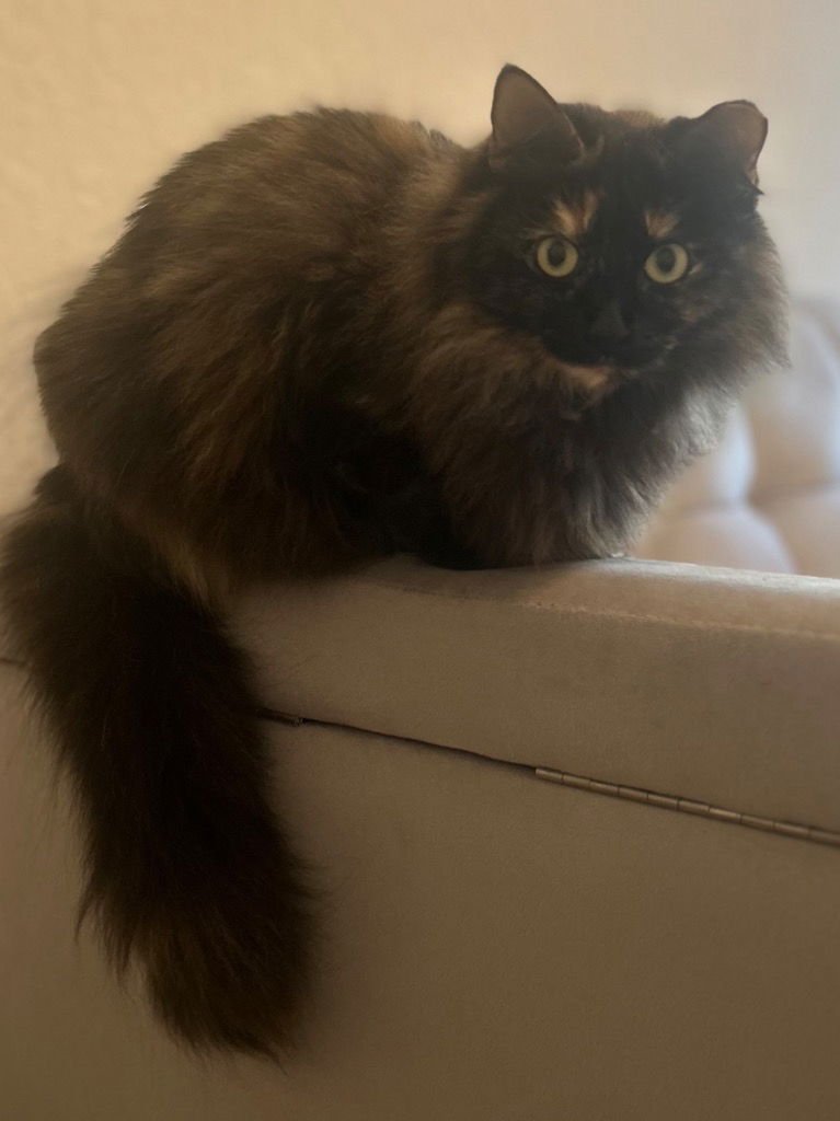 LULU - Domestic Medium Hair available for adoption