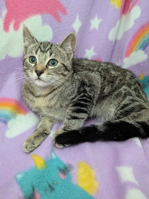 HAWTHORN - Tabby available for adoption