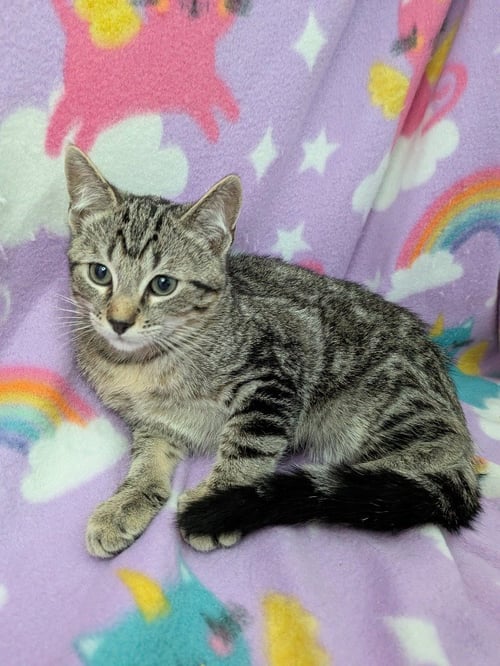 HAWTHORN - Tabby available for adoption