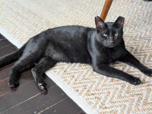 EVANDER HOLYFIELD - Bombay / Domestic Short Hair available for adoption