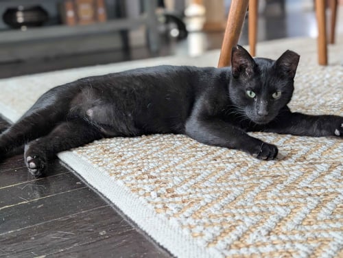 EVANDER HOLYFIELD - Bombay / Domestic Short Hair available for adoption