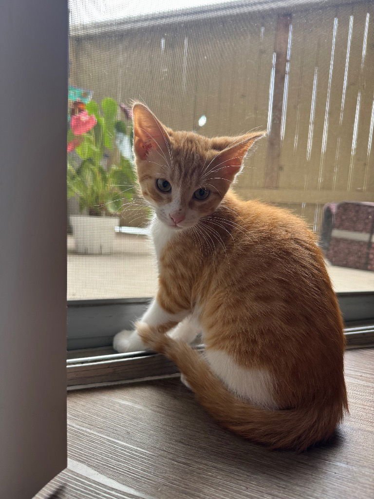 LOKI - Tabby available for adoption