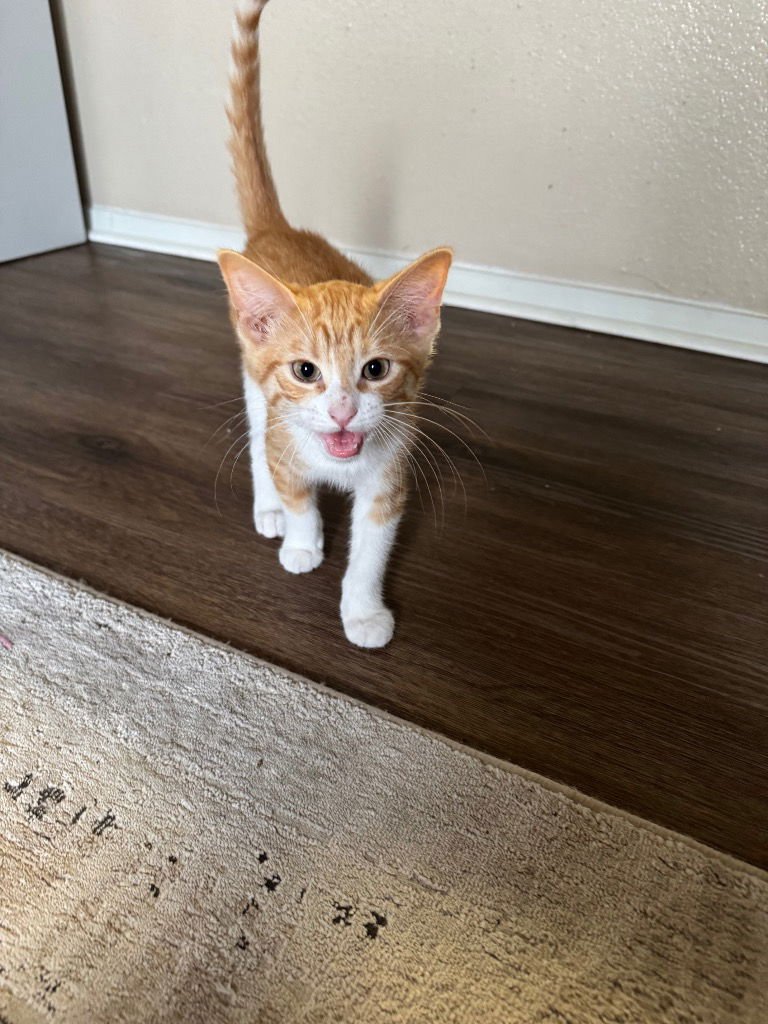 LOKI - Tabby available for adoption