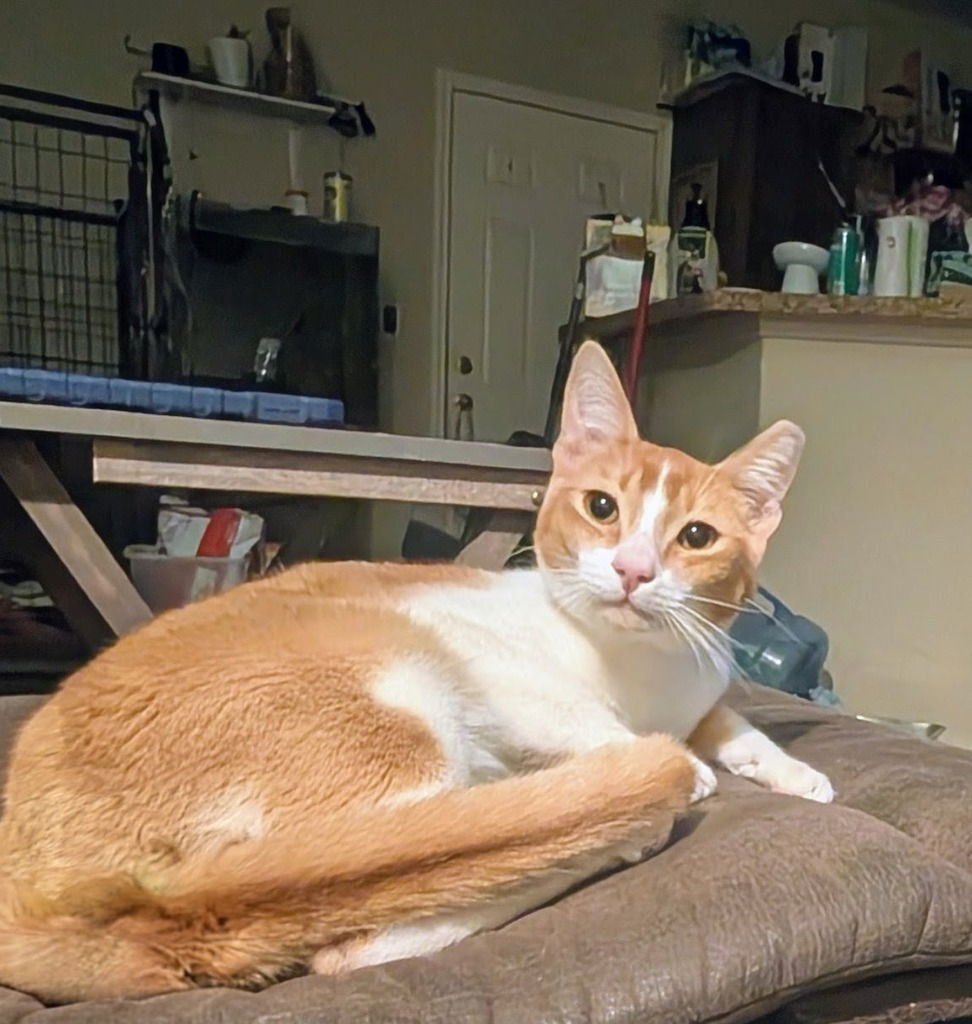 JOHNNY WALKER - Domestic Short Hair available for adoption