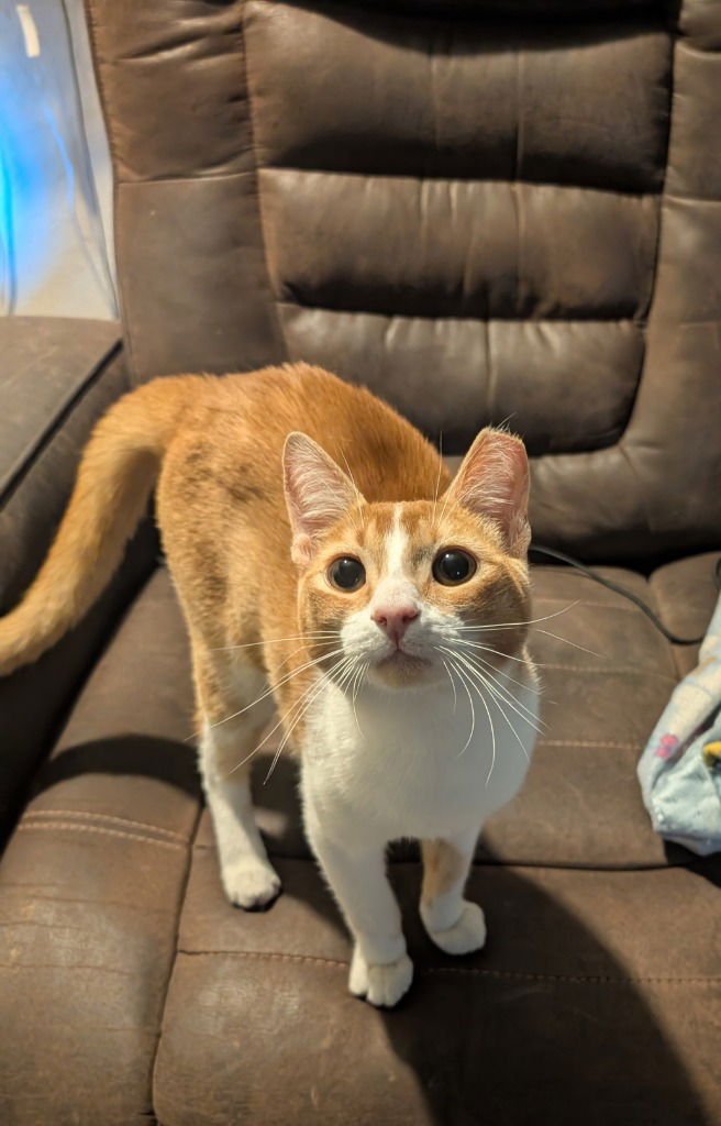 JOHNNY WALKER - Domestic Short Hair available for adoption