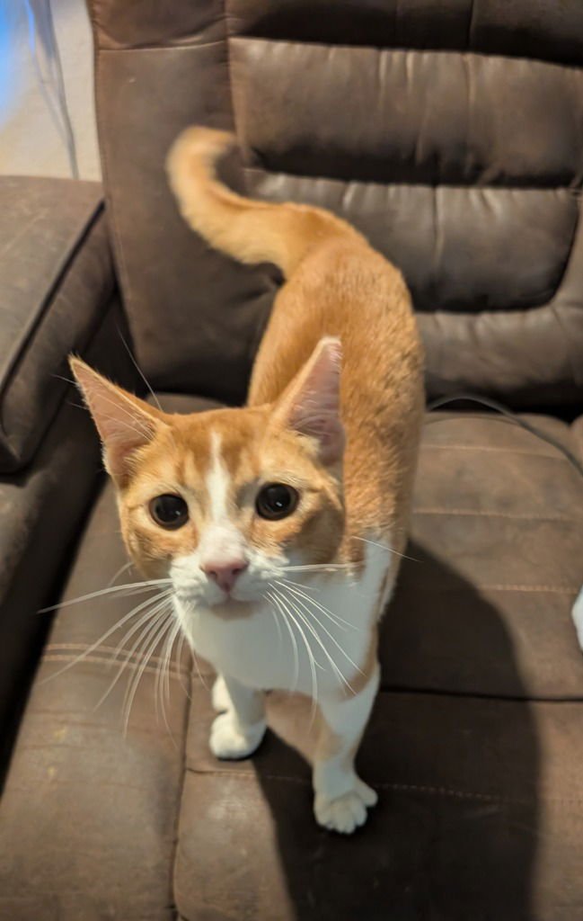 Johnny Walker - Photo 3