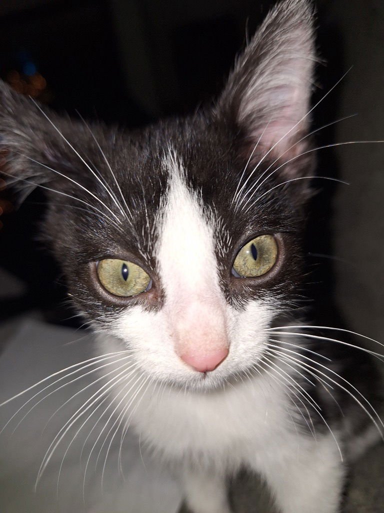 MAXIE - Domestic Short Hair available for adoption