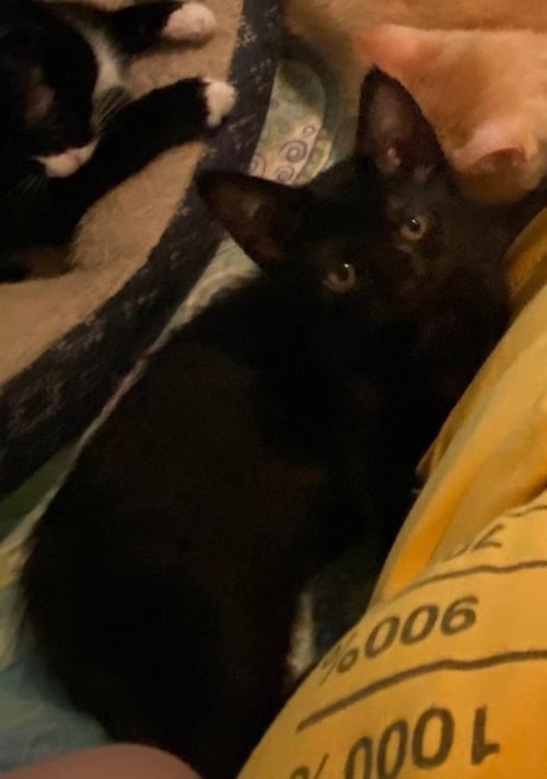 TRUFFLE - Domestic Short Hair available for adoption