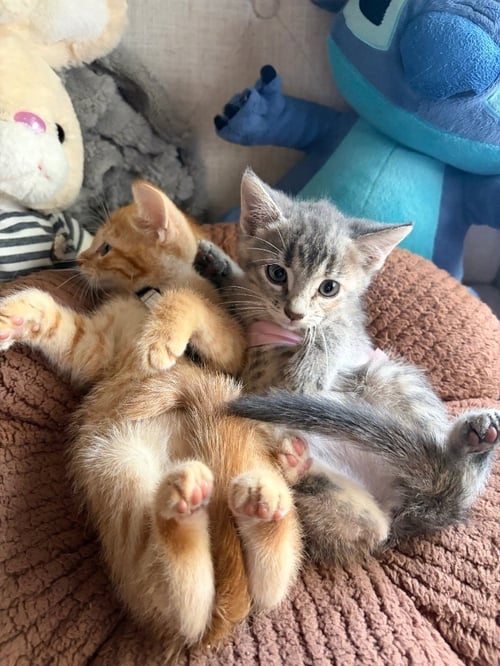 SAMMY - Tabby available for adoption