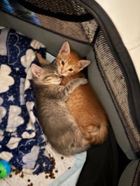 Sammy - Photo 2
