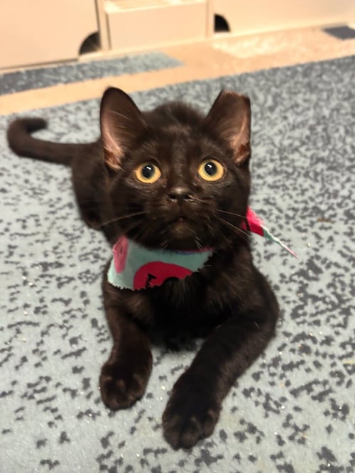 HELGA - Domestic Short Hair available for adoption