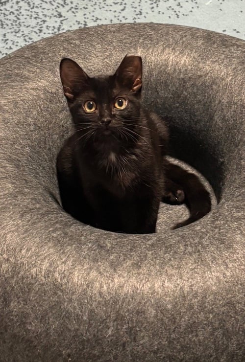 HELGA - Domestic Short Hair available for adoption