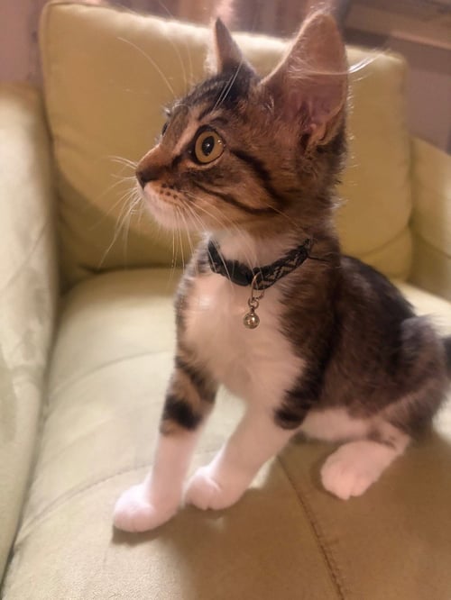 BONNIE - Tabby available for adoption