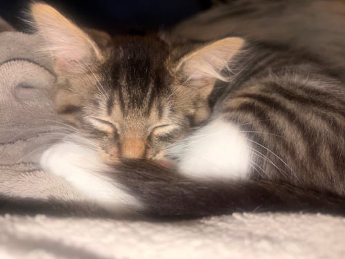 BONNIE - Tabby available for adoption