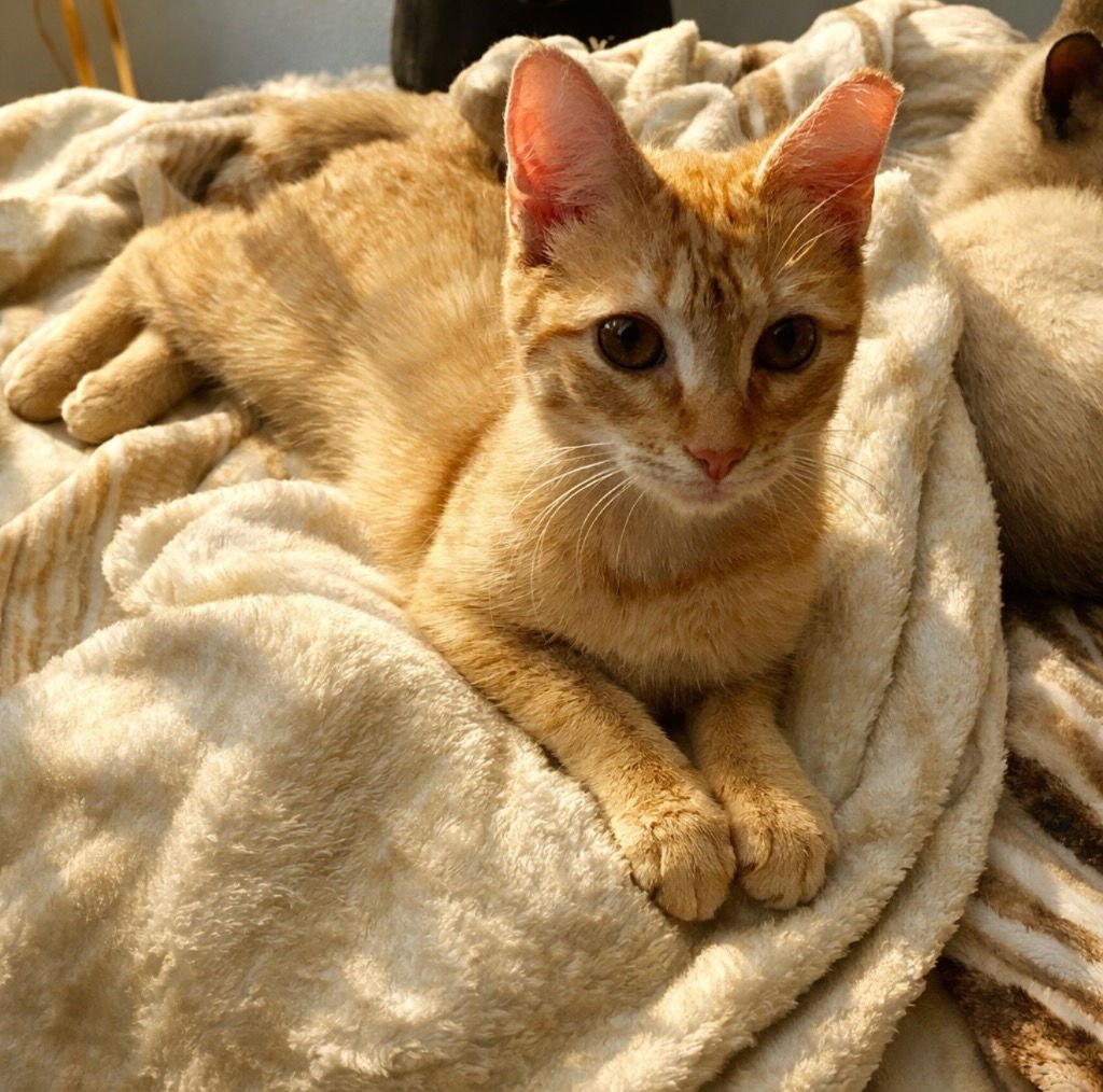 OPHELIA - Tabby available for adoption