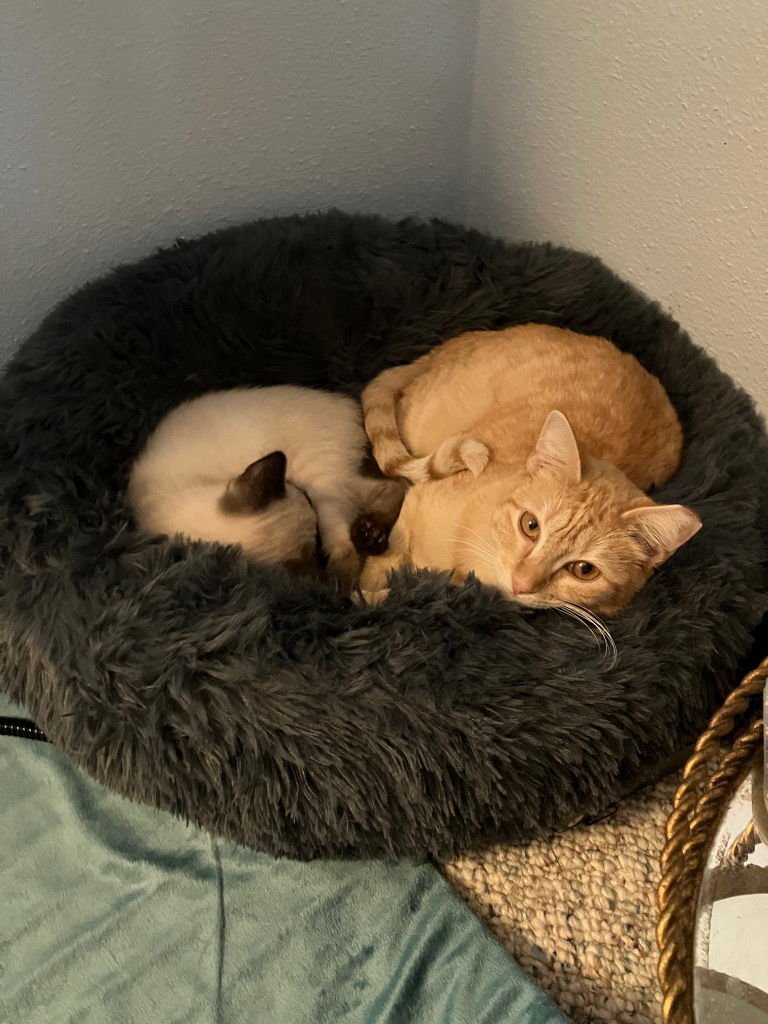 OPHELIA - Tabby available for adoption