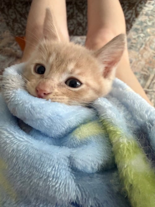 DUNCAN - Domestic Short Hair available for adoption