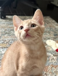 Duncan - Photo 2